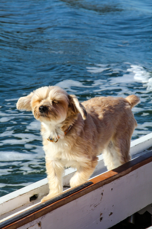 boat-dog