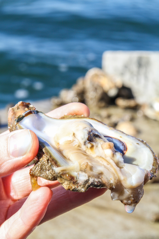 virginia-oyster-academy-fresh-oysters